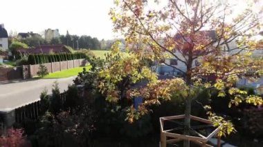 manzara tasarımı yeşil doğa çimenliği, güneşli bir sonbahar günü güneş ışınları, büyük meşe ağacı, rahat bir bahçe