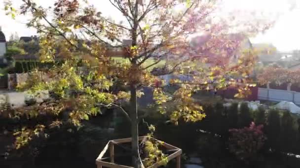 Landskap design grön natur gräsmatta, solig höstdag med solstrålar, stor ek träd, mysig gård av — Stockvideo