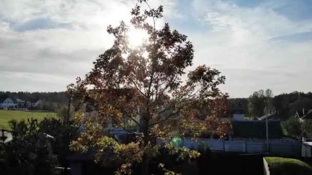 Landskap design grön natur gräsmatta, solig höstdag med solstrålar, stor ek träd, mysig gård av — Stockvideo