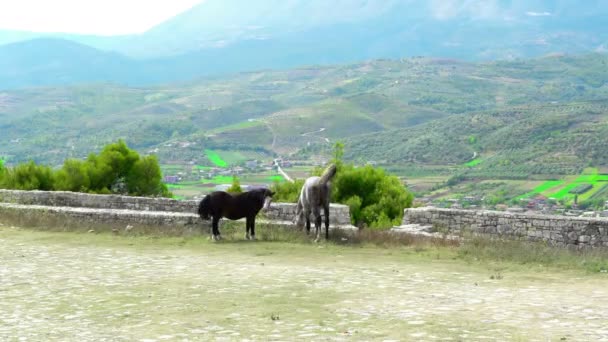 Couple de mignons petits chevaux dans le vieux château en ruine au milieu des montagnes — Video