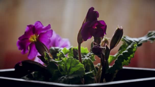 Primula flower raise up its branches opening blossom, blooming spring time lapse — Stok video