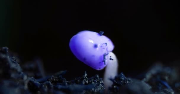 Niebieskie małe kiełki roślin rośnie ekstremalne zbliżenie, futurystyczny przyszłości planety — Wideo stockowe