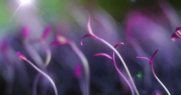 Pink flowers growing time lapse, surreal texture vogue spring floral — Stock Video