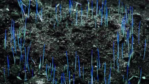 Blue grass growing, spring time lapse, future futuristic planet, magic world germination — Stock Video
