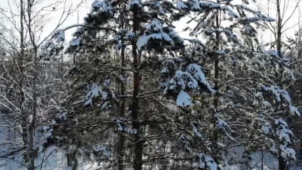 Antenn skott flyger genom vintern snö krona träd med sol skiner sol strålar underbar värld — Stockvideo