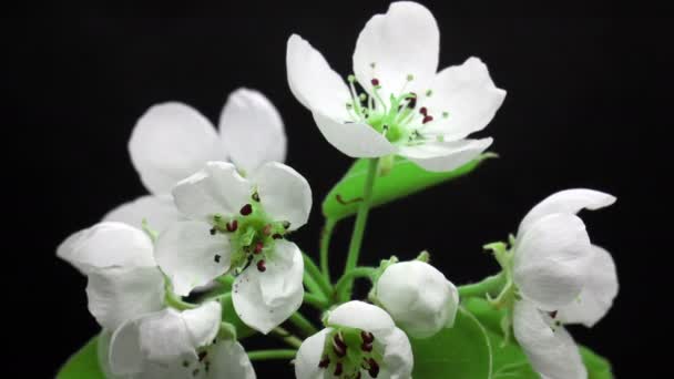 Flores de primavera floreciendo, abriendo su flor, cerezo, germinación, nueva vida, lapso de tiempo — Vídeos de Stock