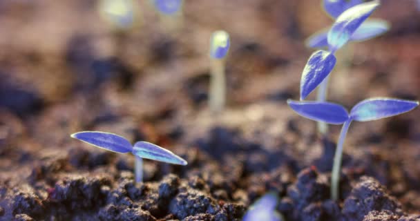 Futurisztikus világ, növekvő kék növény a földről, csírázási folyamat, kezdet, szokatlan, jövő — Stock videók