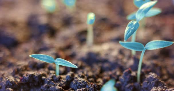 Futuristische wereld, groeiende blauwe plant van de grond, kiemproces, beginnig, ongewoon, toekomst — Stockvideo