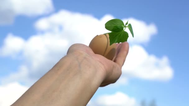 Mano sosteniendo brote de planta verde creciendo en huevo, sobre fondo de cielo azul, nueva vida, germinatio — Vídeo de stock