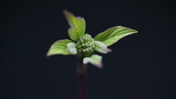 Planta verde crescendo lapso de tempo primavera, natureza maravilhoso mundo cultivo começando novo conceito de vida — Vídeo de Stock