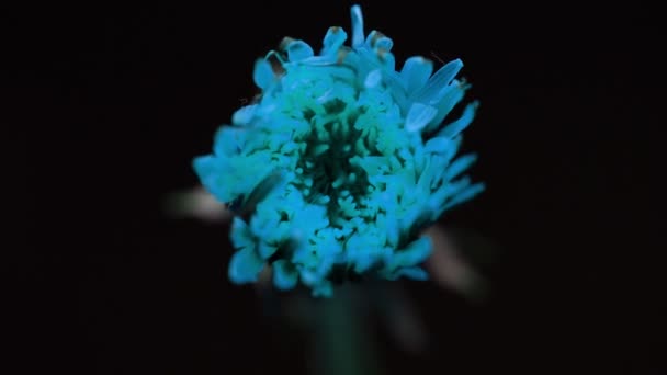 Вирощування блакитних рослин, що цвітуть квітками в проміжку часу, сезон весни природи. Садівництво крупним планом — стокове відео