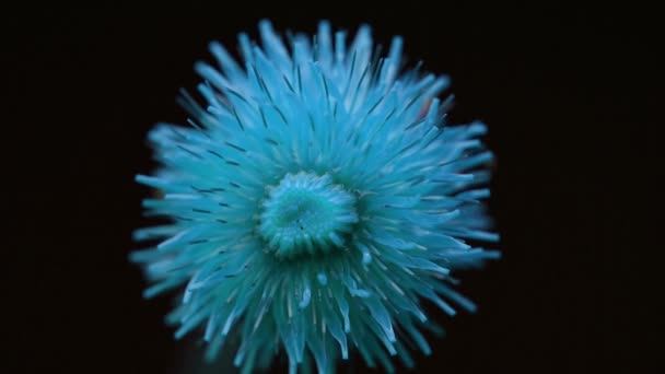 成長している青い植物は、時間経過、自然の春の季節に青い花を咲かせます。庭師 — ストック動画