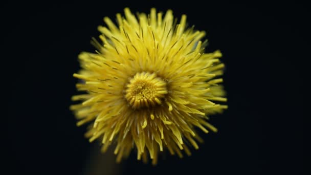 春の花、黄色のタンポポが咲き、その花を開き、発芽時間が経過し、成長する植物 — ストック動画