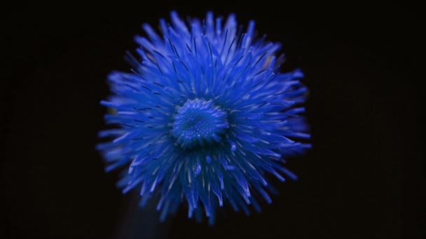 Groeiende blauwe planten bloeien bloesem in Time lapse, natuur voorjaar seizoen. Tuinieren close up — Stockvideo