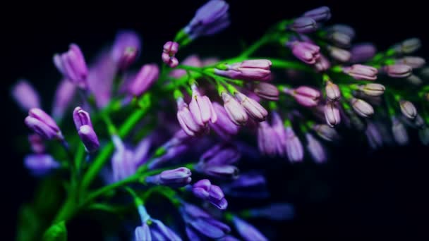 Flor lila bloming lapso de tiempo, abriendo su flor, violeta sobre fondo negro — Vídeo de stock