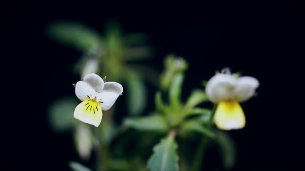 白いビオラの春の花が咲き花を咲かせ発芽時間が経過し黒で隔離され — ストック動画