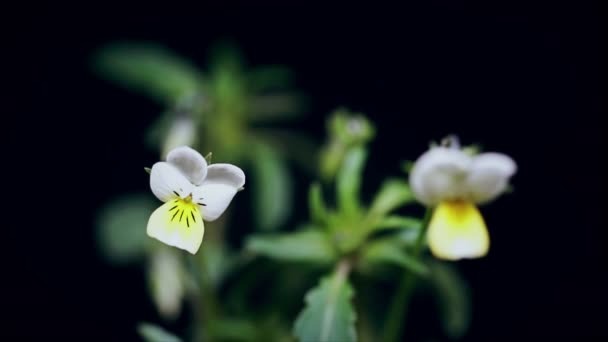 Beyaz viyola bahar çiçekleri açıyor, çiçek açıyor, filizlenme zamanı geçiyor, siyah renkte izole edilmiş. — Stok video