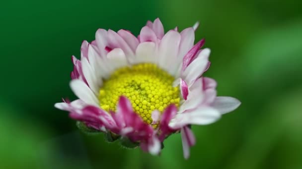 ピンク色のデイジー春の花が咲き時間経過が咲き自然プロセスが発芽し — ストック動画