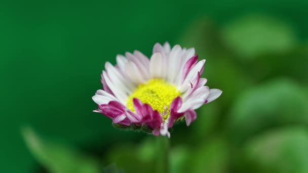 Růžový sedmikráska jarní květina otevírá své květy, kvetoucí čas, přírodní proces klíčení, na — Stock video