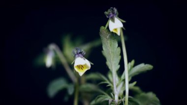 Beyaz viyola bahar çiçekleri açıyor, çiçek açıyor, filizlenme zamanı geçiyor, siyah renkte izole edilmiş.