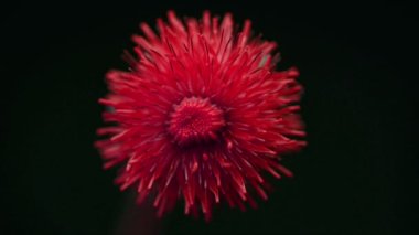 Büyüyen kırmızı bitkiler Zaman atlamasında çiçek açarlar, tabiat bahar mevsimi. Bahçıvanlık.