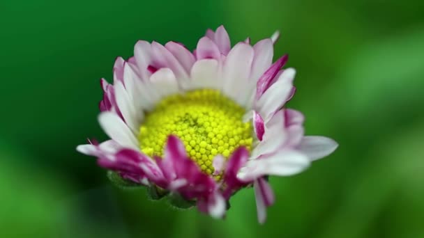 Flor de primavera margarida rosa abrindo sua flor, florescendo timelapse, germinação processo natureza, em — Vídeo de Stock