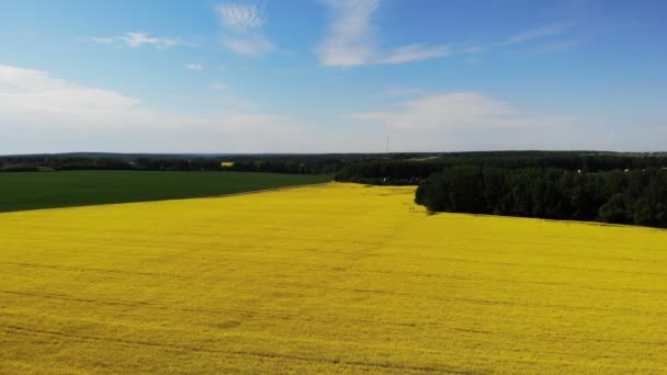 Yellow rapeseed flower field sunny day with blue sky, sping time, shot from drone aerial — Stock Video