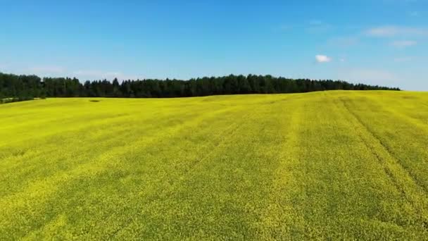 Żółty kwiat rzepaku słoneczny dzień z błękitnym niebem, czas spingu, strzał z powietrza drona — Wideo stockowe