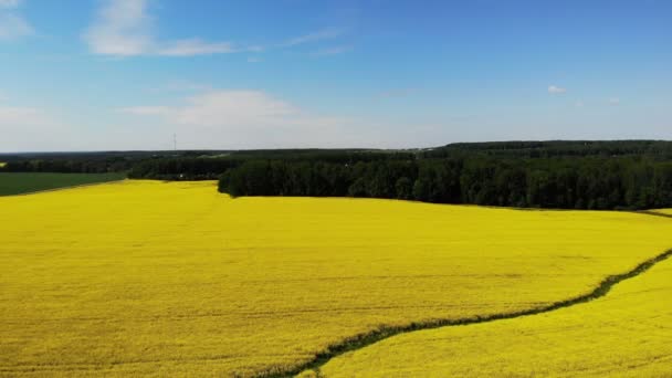 Yellow rapeseed flower field sunny day with blue sky, sping time, shot from drone aerial — Stock Video