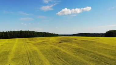Sarı kolza tohumu tarlası güneşli bir gün mavi gökyüzü, hız zamanı, insansız hava aracından çekilen