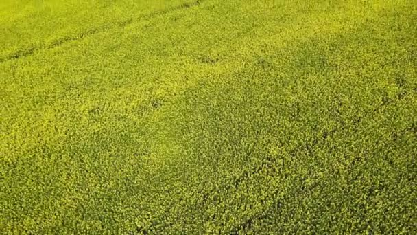 Bunga kuning rapeseed hari cerah dengan langit biru, waktu berputar, ditembak dari drone udara — Stok Video