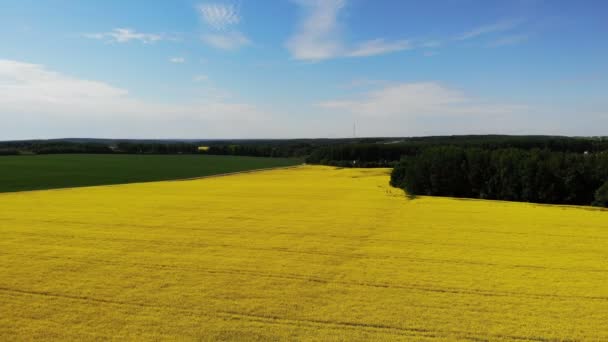 Gele koolzaad bloemenveld zonnige dag met blauwe lucht, sping tijd, schot van drone antenne — Stockvideo