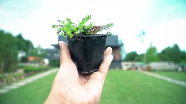 Growing plant in a pot, female hand holding, backyard, landscape design, germination concept — Αρχείο Βίντεο