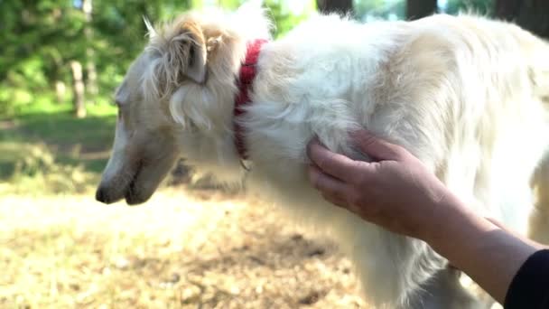 ... anjing greyhound merah rusia putih dekat dengan moncong lucu dekat... — Stok Video