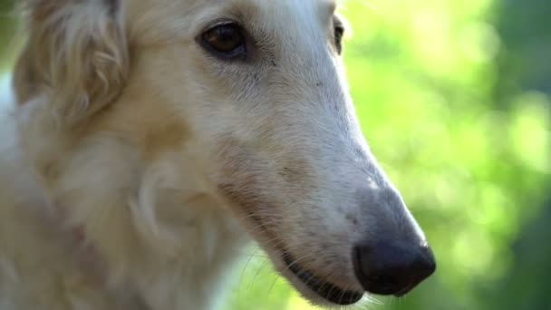 Білий руський сірий пес на відкритому повітрі закриває кумедний дуло закритий вгорі — стокове відео