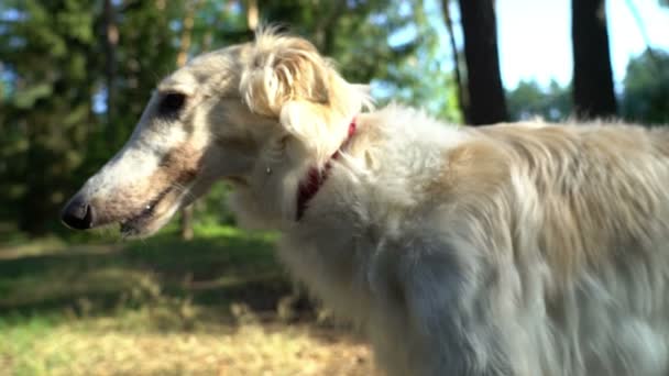 Почесывание белой красной русской борзой собаки на открытом воздухе закрывает смешную морду вблизи — стоковое видео