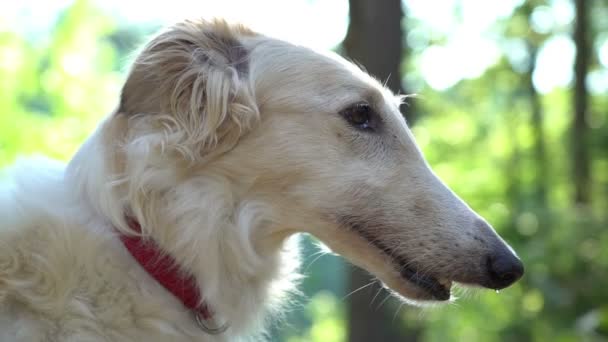 Ledsna hund nosen närbild, vit greyhound — Stockvideo