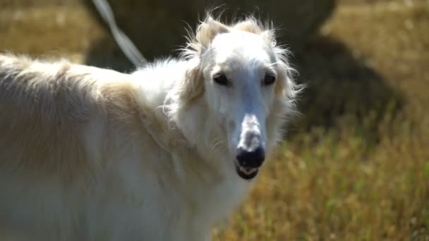 Собака смотрит в камеру, дыхание страдает от жары летом на открытом воздухе на поле смешно милый русский — стоковое видео