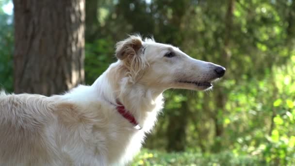 Rus tazı köpeği sahibine dikkatle bakıyor ve onu dinliyor, açık hava parkı ormanı. — Stok video