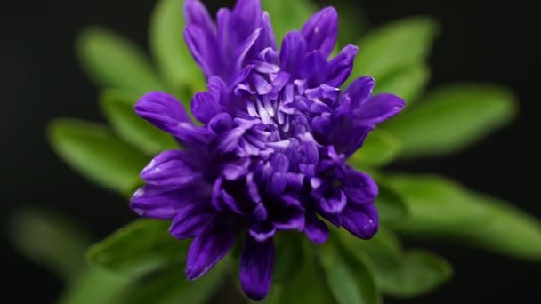 Lasso di tempo di blu viola fiore aster aprendo il suo fiore, germinazione processo di tempo primaverile — Video Stock