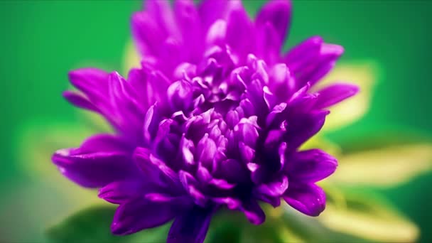 Time lapse of blue violet aster flower opening its blossom, germination printemps time process — Video