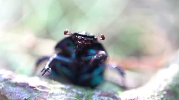 Big black beetle funny shaking hands extreme close up — Stock Video