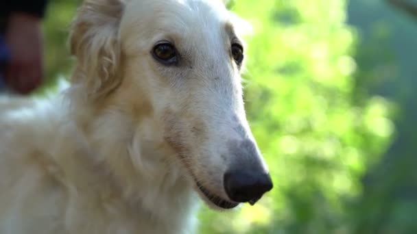 Divertente cane museruola da vicino, levriero russo bianco — Video Stock