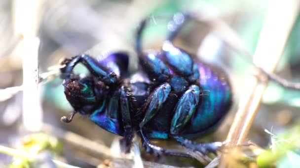 Big black beetle funny shaking hands extreme close up — Stock Video