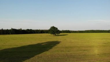 Hava görüntüsü, yeşil meşe ağacına uçuş arka planda sarı alan, yakınlaştır.