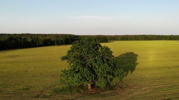 Strzał z powietrza, lot z zielonego dębu na tle wsi żółte pole, powiększenie — Wideo stockowe