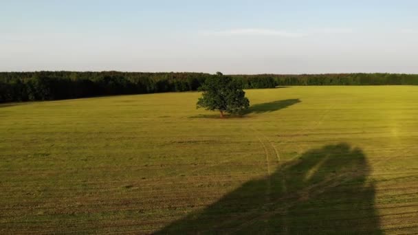 空中射击，飞到乡间的绿橡树旁，背景是黄色的田野，放大 — 图库视频影像