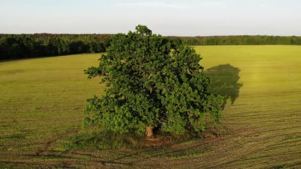 空中撮影、背景の田舎側の黄色のフィールド内の緑のオークの木への飛行、ズームイン — ストック動画