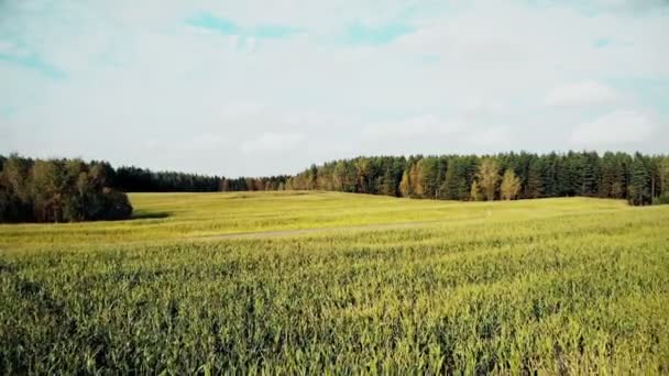 玉米地空中，飞越秋天黄色的玉米地，乡间，俯瞰，被无人驾驶飞机击中 — 图库视频影像