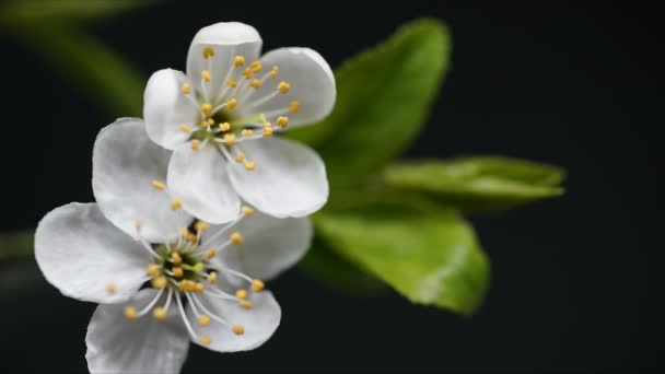 Rama de flor de cerezo del árbol, lapso de tiempo de primavera, cerca de estambres en movimiento creciendo — Vídeo de stock